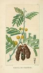 花生植物插画