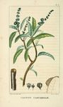 绿色植物插画