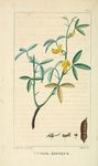 扁豆植物插画