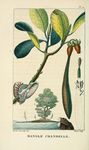 植物插画