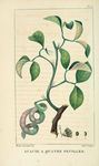 绿色植物插画