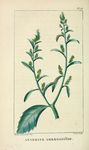 绿色植物插画