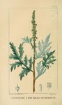 绿色植物插画