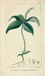 绿色植物插画