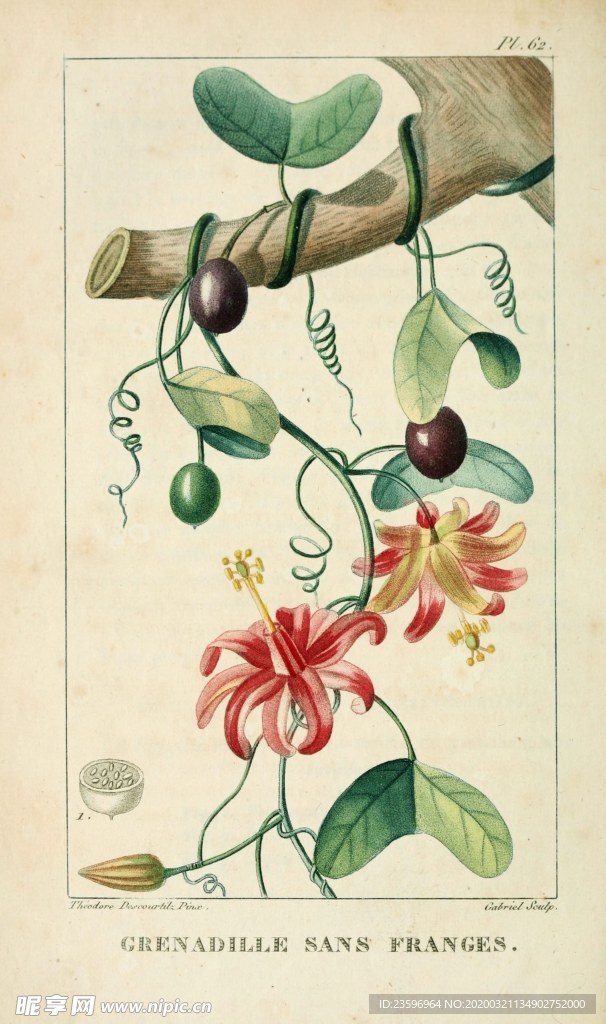 绿色植物插画