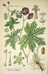 绿色植物插画