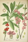 绿色植物插画