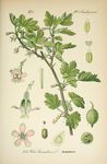 绿色植物插画