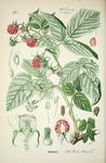 绿色植物插画