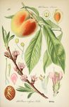 桃子植物插画