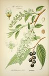 绿色植物插画