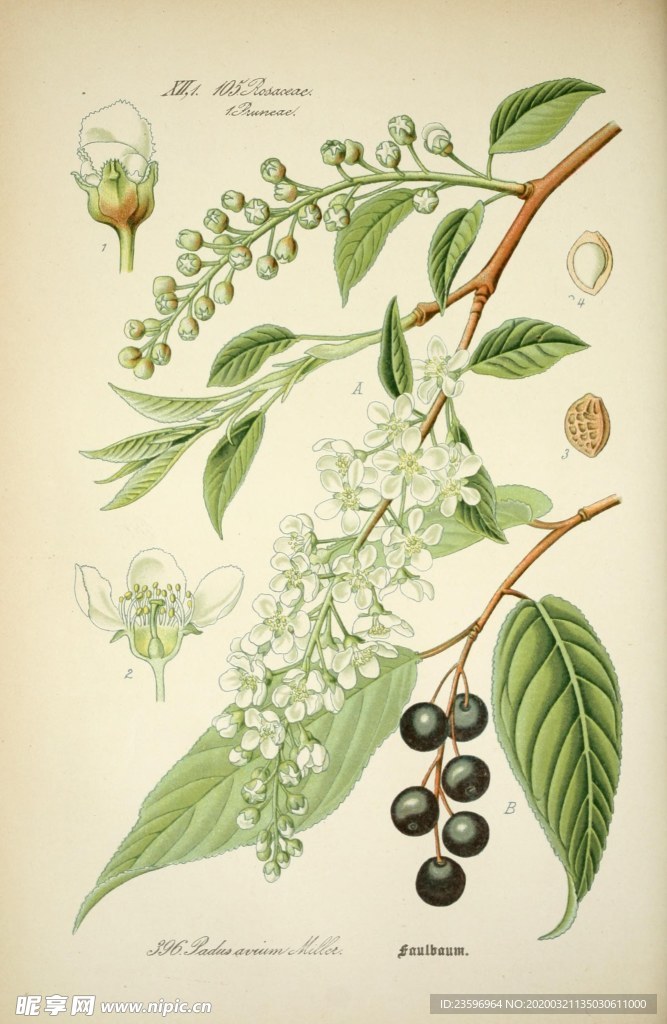 绿色植物插画