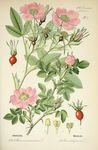 绿色植物插画