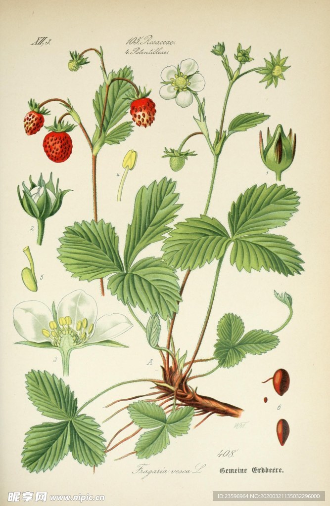 绿色植物插画