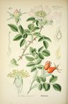 绿色植物插画