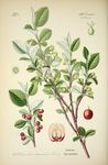 绿色植物插画