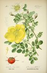 黄花植物插画