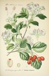 绿色植物插画