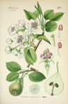绿色植物插画