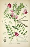 绿色植物插画