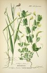 绿色植物插画