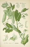 绿色植物插画