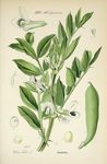 绿色植物插画