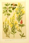 植物插画
