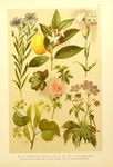 绿色植物插画