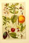 绿色植物插画