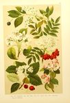 绿色植物插画