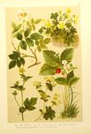 植物插画