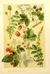 绿色植物插画