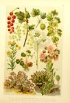 绿色植物插画
