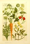 绿色植物插画