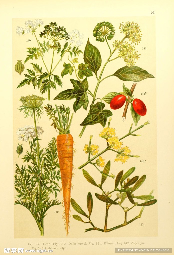 绿色植物插画