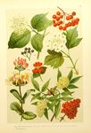 植物插画