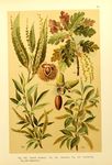 绿色植物插画