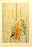 玉米植物插画