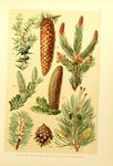 绿色植物插画