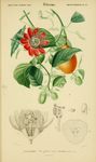 绿色植物插画