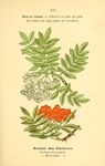 绿色植物插画