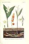 植物插画图片