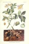 植物插画图片