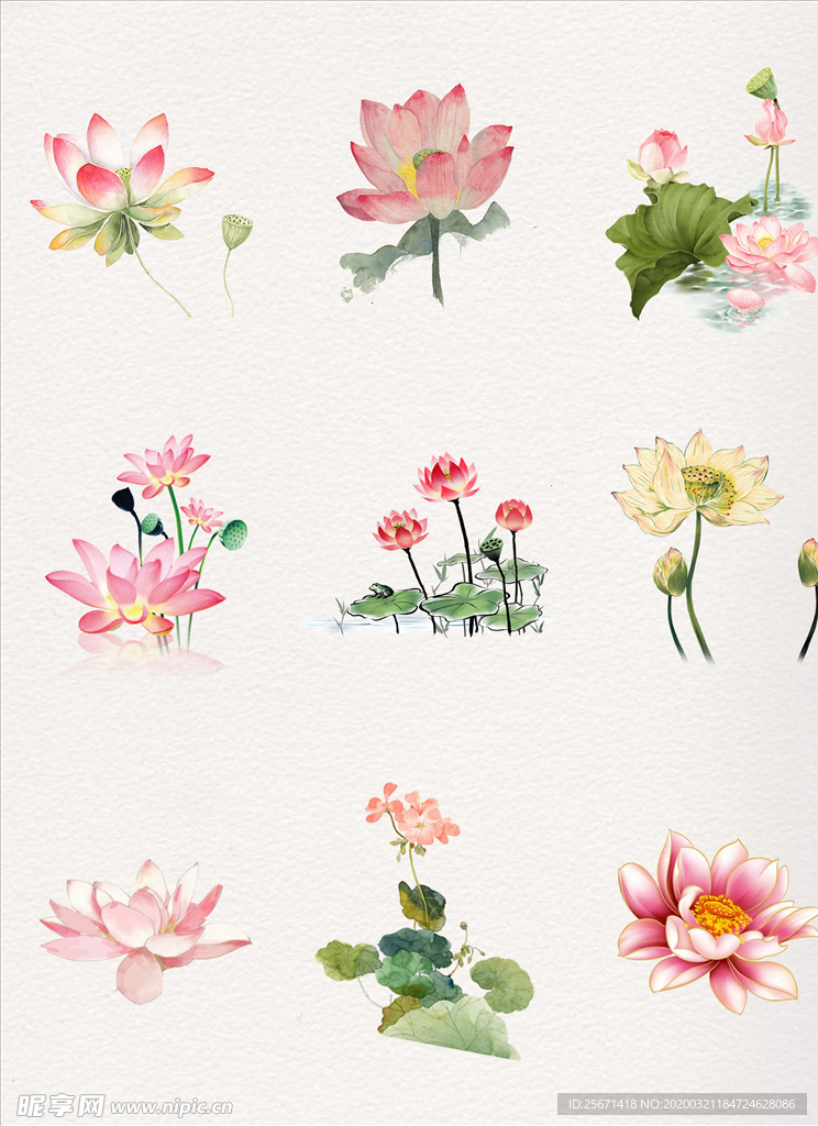 荷花