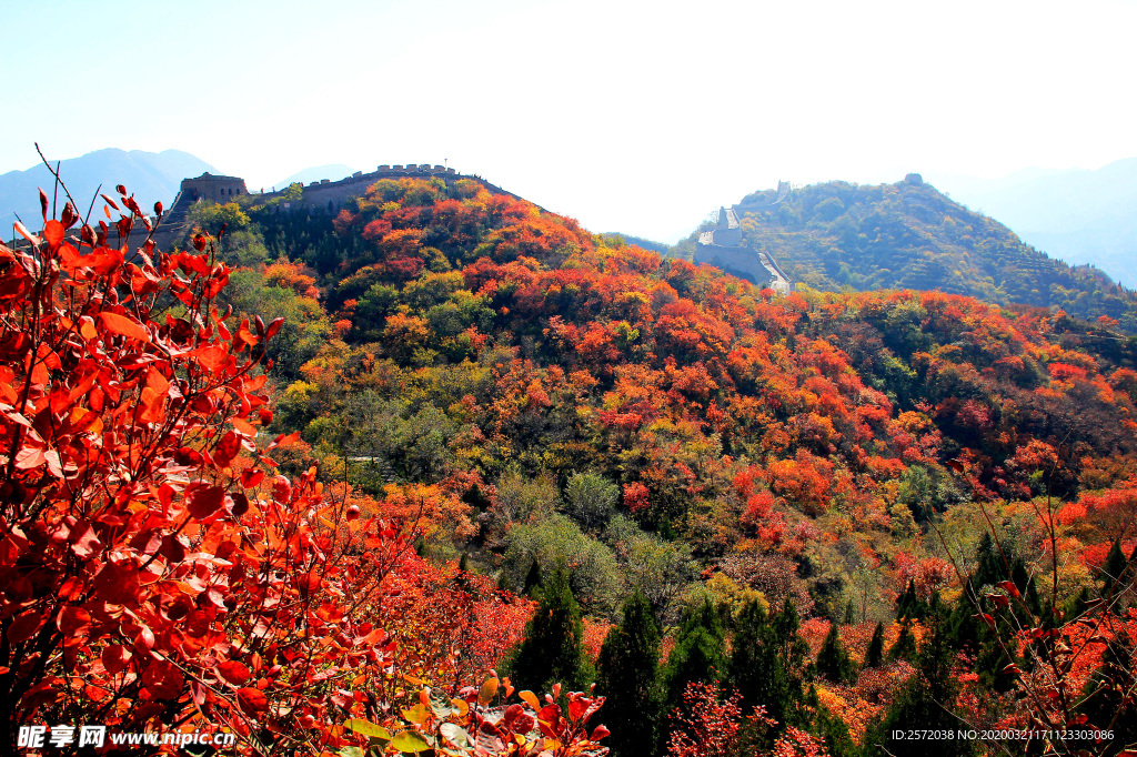 金秋山野