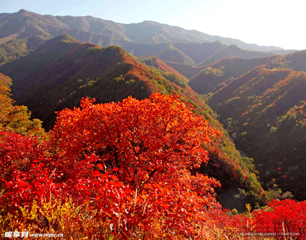 金秋山野