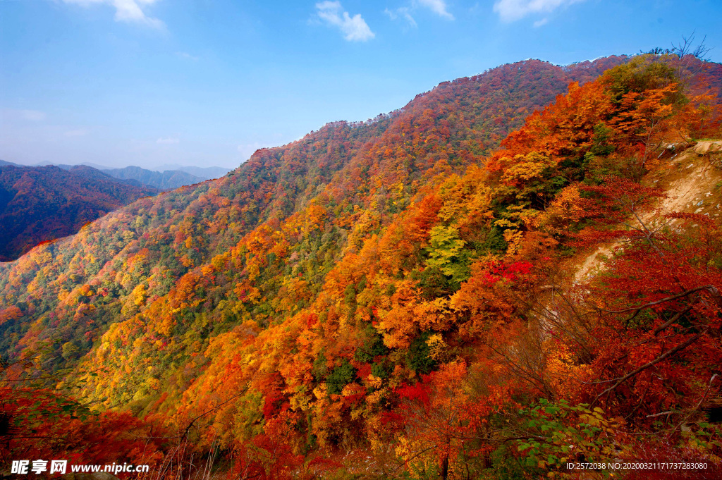 漫山红遍