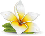 白色茉莉花
