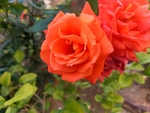 玫瑰花